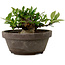 Gardenia jasminoides, 8 cm, ± 12 ans, avec un nebari de 4 cm