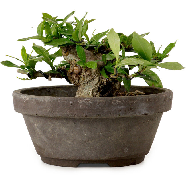 Gardenia jasminoides, 8 cm, ± 12 ans, avec un nebari de 4 cm