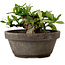 Gardenia jasminoides, 8 cm, ± 12 ans, avec un nebari de 4 cm