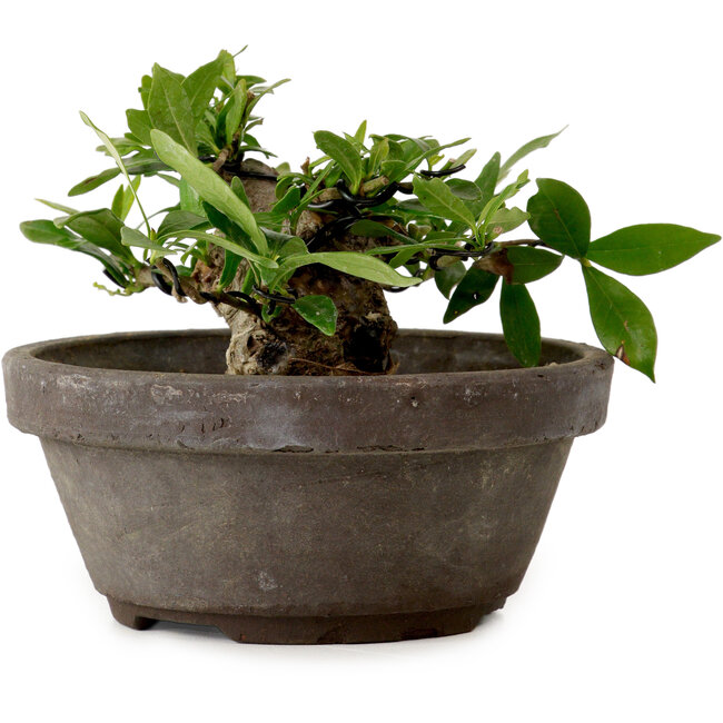 Gardenia jasminoides, 8 cm, ± 12 ans, avec un nebari de 4 cm
