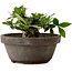 Gardenia jasminoides, 8 cm, ± 12 ans, avec un nebari de 4 cm