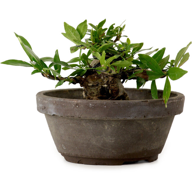 Gardenia jasminoides, 8 cm, ± 12 jaar oud, met een nebari van 4 cm.