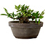 Gardenia jasminoides, 8 cm, ± 12 ans, avec un nebari de 4 cm