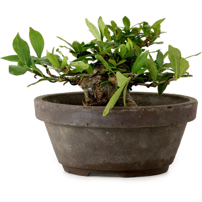 Gardenia jasminoides, 8 cm, ± 12 years old, with a nebari of 4 cm