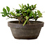 Gardenia jasminoides, 8 cm, ± 12 ans, avec un nebari de 4 cm