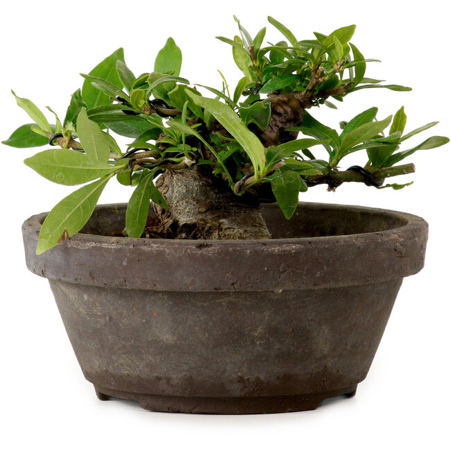 Gardenia jasminoides, 8 cm, ± 12 jaar oud, met een nebari van 4 cm.