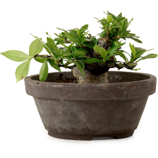 Gardenia jasminoides, 8 cm, ± 12 ans, avec un nebari de 4 cm