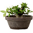Gardenia jasminoides, 8 cm, ± 12 ans, avec un nebari de 4 cm