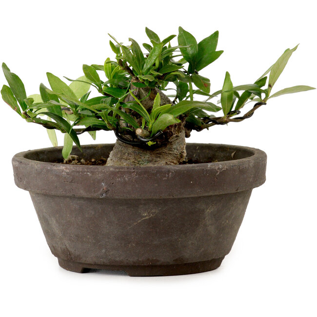 Gardenia jasminoides, 8 cm, ± 12 años de edad, con un nebari de 4 cm.