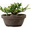 Gardenia jasminoides, 8 cm, ± 12 ans, avec un nebari de 4 cm