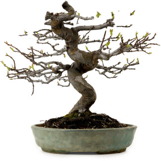 Pseudocydonia sinensis, 41 cm, ± 15 jaar oud