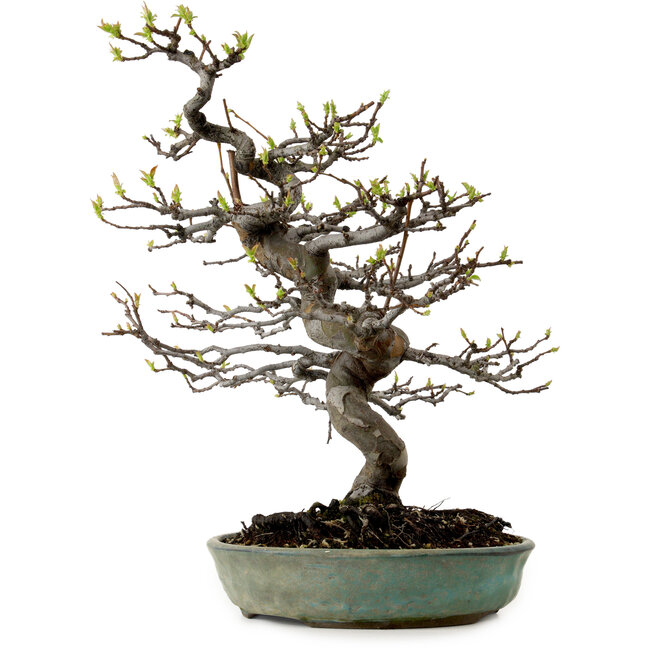 Pseudocydonia sinensis, 41 cm, ± 15 jaar oud, met een nebari van 13 cm