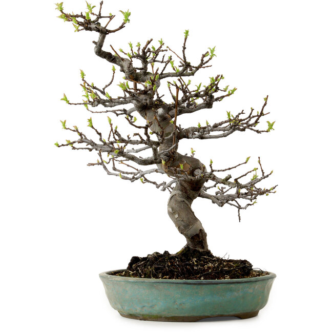 Pseudocydonia sinensis, 41 cm, ± 15 jaar oud, met een nebari van 13 cm