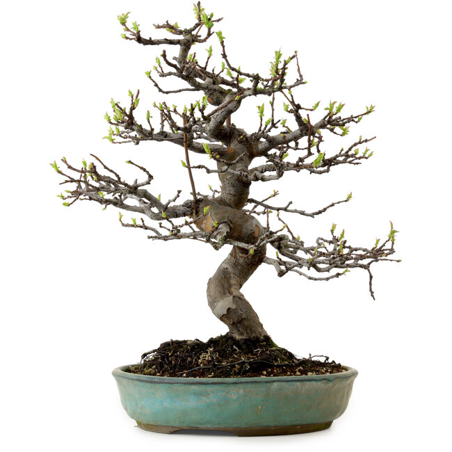 Pseudocydonia sinensis, 41 cm, ± 15 jaar oud, met een nebari van 13 cm