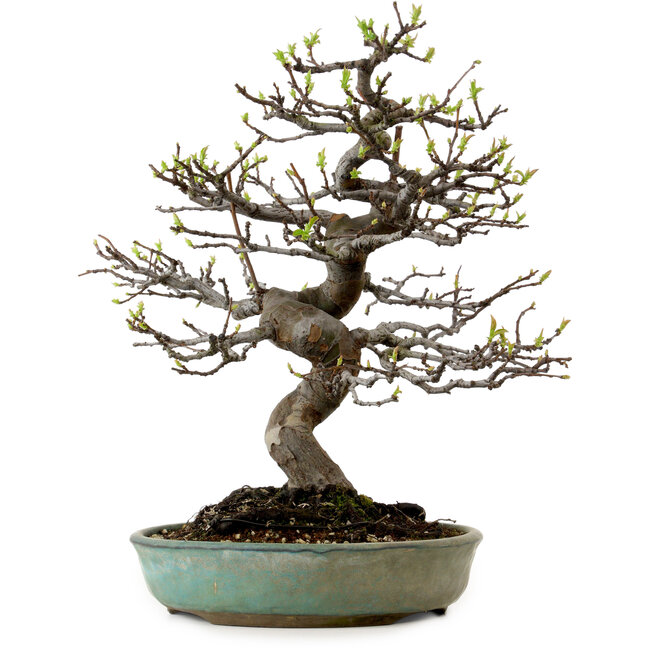 Pseudocydonia sinensis, 41 cm, ± 15 jaar oud, met een nebari van 13 cm