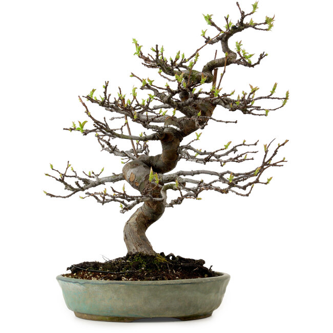 Pseudocydonia sinensis, 41 cm, ± 15 jaar oud, met een nebari van 13 cm