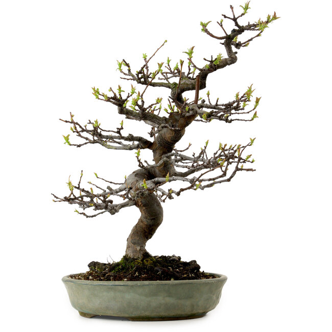 Pseudocydonia sinensis, 41 cm, ± 15 jaar oud, met een nebari van 13 cm