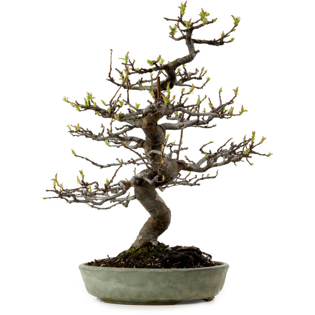 Pseudocydonia sinensis, 41 cm, ± 15 jaar oud, met een nebari van 13 cm