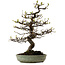 Pseudocydonia sinensis, 41 cm, ± 15 ans, avec un nebari de 13 cm