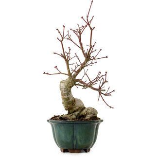 Acer palmatum Seigen, 36 cm, ± 20 jaar oud
