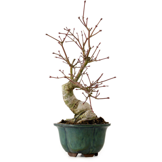 Acer palmatum Seigen, 36 cm, ± 20 jaar oud, met een nebari van 13 cm