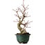 Acer palmatum Seigen, 36 cm, ± 20 anni, con nebari di 13 cm