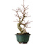 Acer palmatum Seigen, 36 cm, ± 20 jaar oud, met een nebari van 13 cm