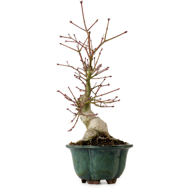 Acer palmatum Seigen, 36 cm, ± 20 jaar oud, met een nebari van 13 cm