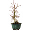 Acer palmatum Seigen, 36 cm, ± 20 anni, con nebari di 13 cm