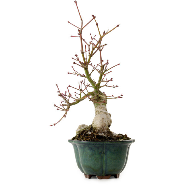 Acer palmatum Seigen, 36 cm, ± 20 anni, con nebari di 13 cm