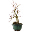 Acer palmatum Seigen, 36 cm, ± 20 anni, con nebari di 13 cm