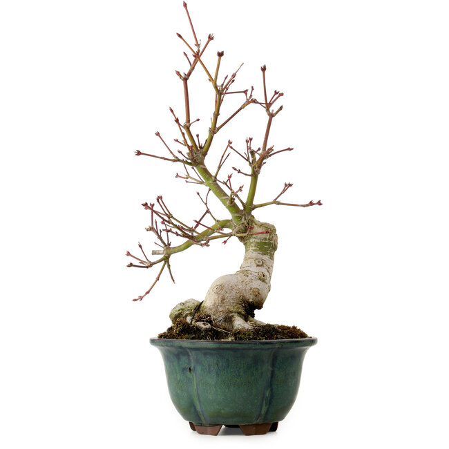 Acer palmatum Seigen, 36 cm, ± 20 anni, con nebari di 13 cm