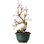Acer palmatum Seigen, 36 cm, ± 20 anni, con nebari di 13 cm