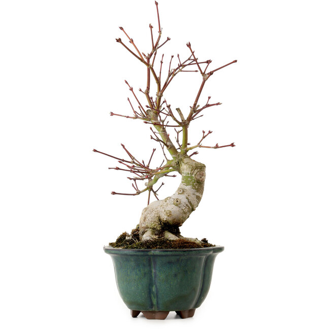 Acer palmatum Seigen, 36 cm, ± 20 jaar oud, met een nebari van 13 cm