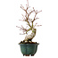 Acer palmatum Seigen, 36 cm, ± 20 jaar oud, met een nebari van 13 cm