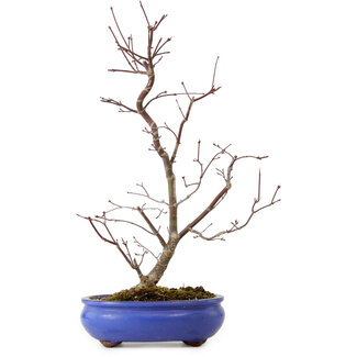 Acer palmatum Deshojo, 38 cm, ± 8 anni