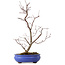 Acer palmatum Deshojo, 38 cm, ± 8 years old