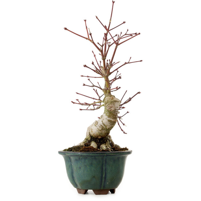 Acer palmatum Seigen, 36 cm, ± 20 anni, con nebari di 13 cm
