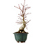 Acer palmatum Seigen, 36 cm, ± 20 anni, con nebari di 13 cm