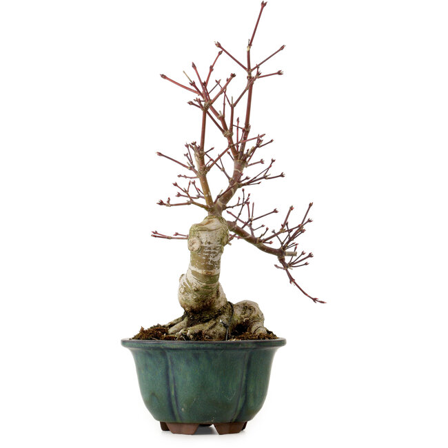 Acer palmatum Seigen, 36 cm, ± 20 jaar oud, met een nebari van 13 cm