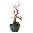 Acer palmatum Seigen, 36 cm, ± 20 anni, con nebari di 13 cm
