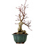 Acer palmatum Seigen, 36 cm, ± 20 jaar oud, met een nebari van 13 cm