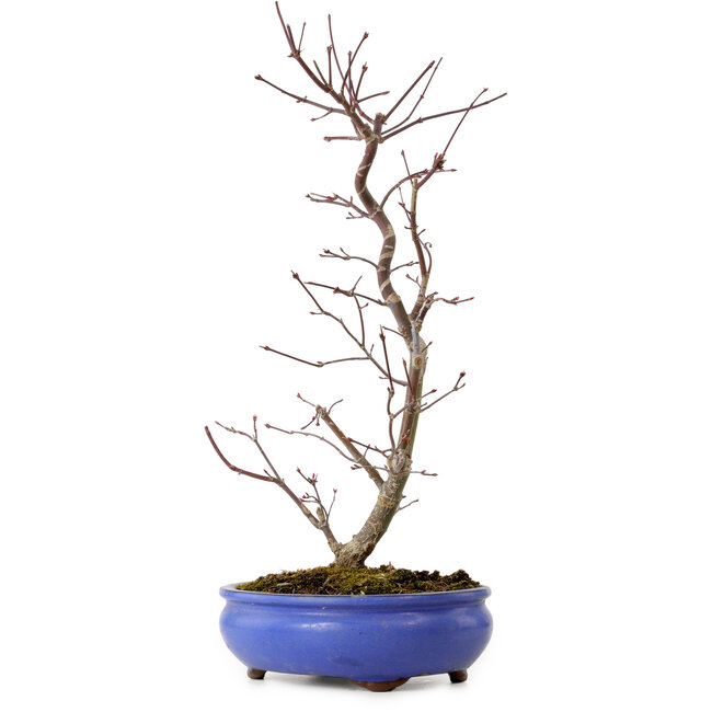 Acer palmatum Deshojo, 38 cm, ± 8 ans