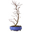 Acer palmatum Deshojo, 38 cm, ± 8 años de edad