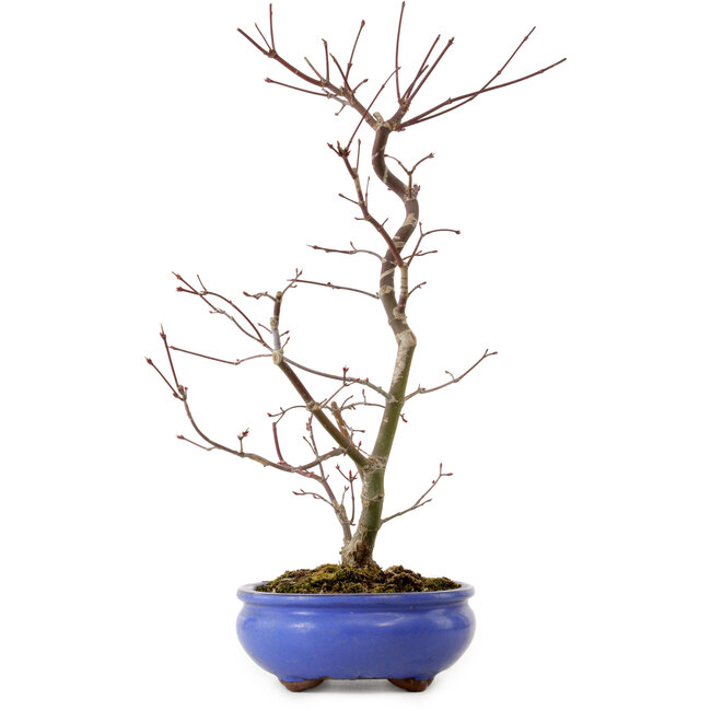 Acer palmatum Deshojo, 38 cm, ± 8 years old