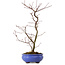 Acer palmatum Deshojo, 38 cm, ± 8 anni