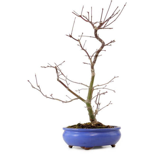 Acer palmatum Deshojo, 38 cm, ± 8 Jahre alt