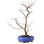 Acer palmatum Deshojo, 38 cm, ± 8 años de edad