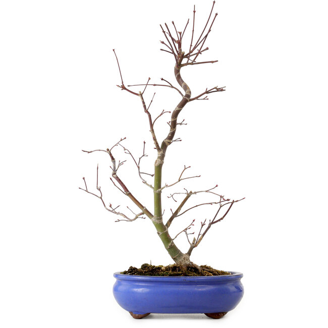 Acer palmatum Deshojo, 38 cm, ± 8 years old