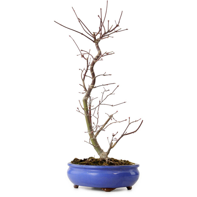 Acer palmatum Deshojo, 38 cm, ± 8 years old